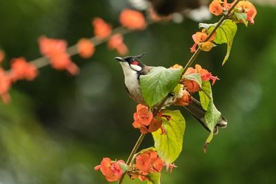 Close-up of bird perching on flower