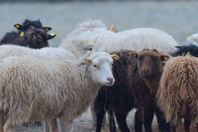 Sheep standing on field