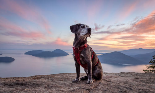Dog standing on land against sky during sunset