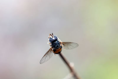 Close-up of bee