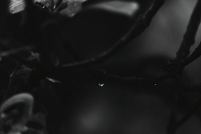 Close-up of water drops on plant