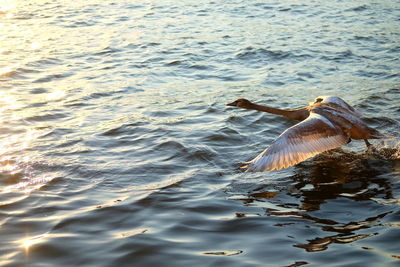 Seagulls flying over sea