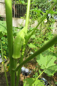 Close-up of bamboo plant growing on field