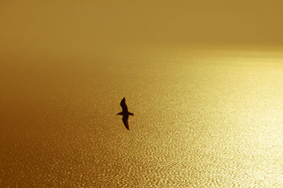 Silhouette bird flying over sea during sunset