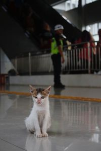 Cat standing at home