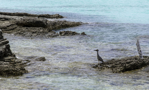 View of birds on beach