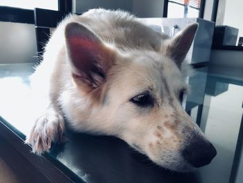 Close-up of dog looking away at home