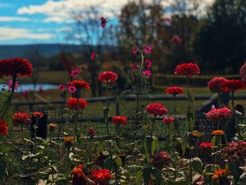 Close-up of red poppy flowers blooming against sky