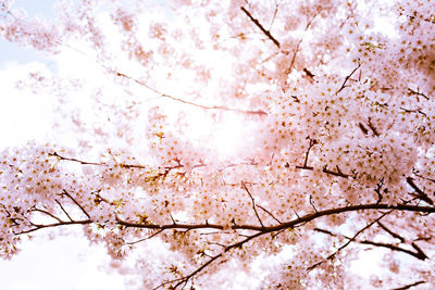 Low angle view of cherry blossoms against sky