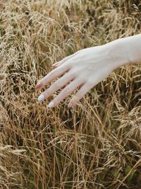 Close-up of hand touching plants on field
