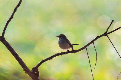 Close-up of bird perching on branch