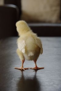 Close-up of a young bird