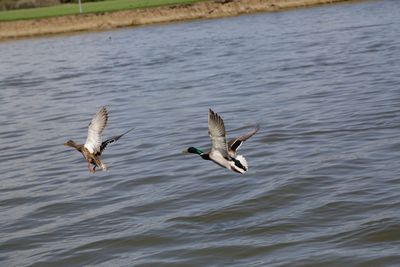 Ducks flying over lake