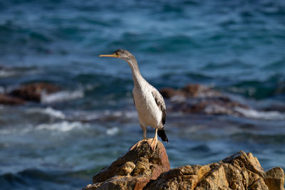 Bird perching on rock by sea