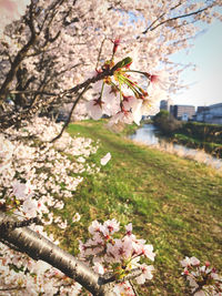 Close-up of pink cherry blossoms in spring