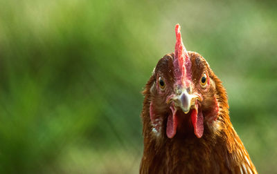 Close-up of a bird