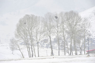 Trees against sky during winter