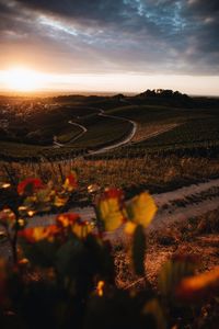 Aerial view of agricultural field against sky during sunset