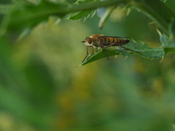 Close-up of insect on leaf