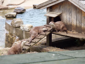 Three otters