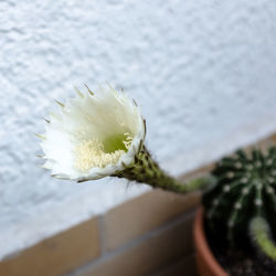 Close-up of white flowering plant