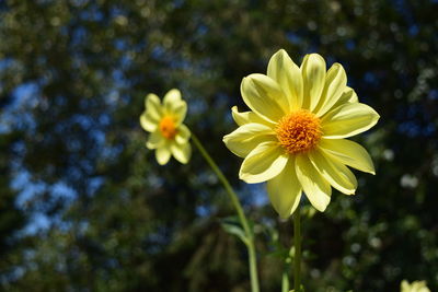 Close-up of yellow flowering plant in park