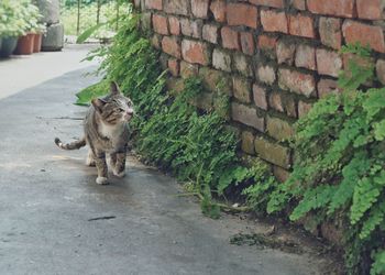 Cat looking up