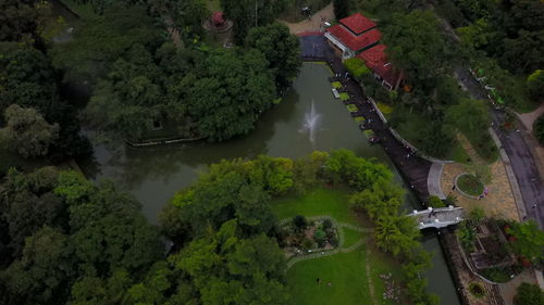 High angle view of trees by plants