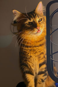 Close-up of a cat looking away at home