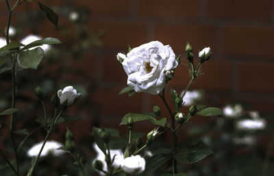 Close-up of white flowers blooming outdoors