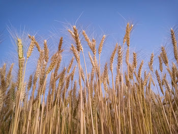 Close-up of stalks in field against clear sky