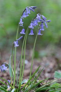 Close-up of purple flowers blooming outdoors