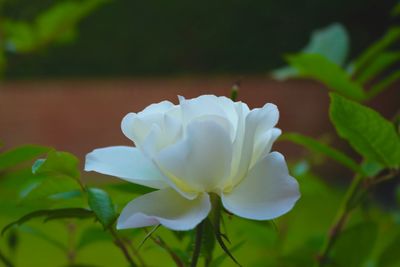 Close-up of white flowering plant