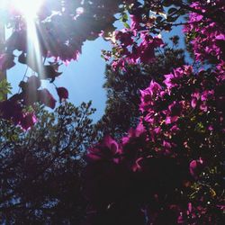 Low angle view of pink flowers