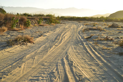 Landscape with tire tracks in beach road tropical morning in baja california sur, mexico