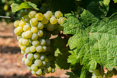 Close-up of grapes growing outdoors