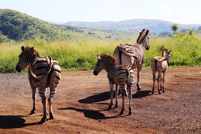 View of horses on field