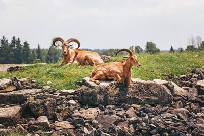 Group of barbary sheep wild goats on rocks during hot summer day. herd of wild texas aoudad goats 