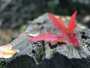 Close-up of maple leaves on tree trunk