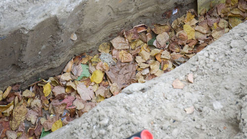 High angle view of dry leaves on street