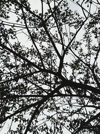 Low angle view of flower tree against sky