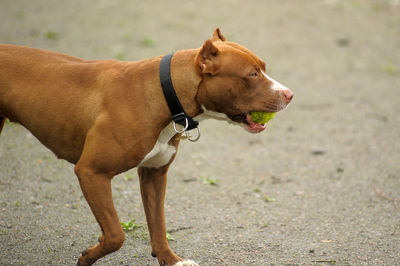 Side view of a dog looking away