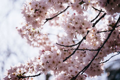 Close-up of cherry blossoms in spring