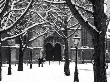 Snow covered trees in winter