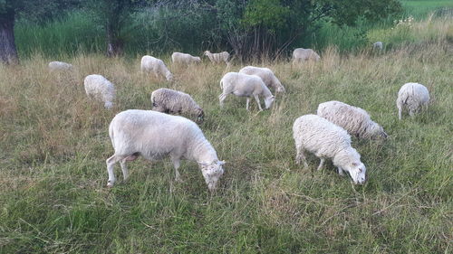 Flock of sheep grazing in field