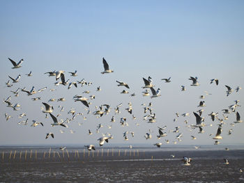 Groups of seagull fly over coast at bangpu seaide thailand