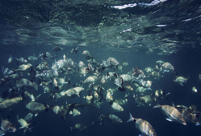 Fish swimming in sea