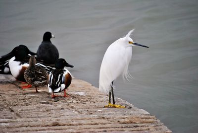 Birds perching on riverbank