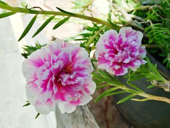 Close-up of pink flowers