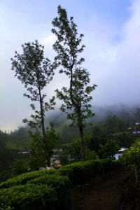 Trees on landscape